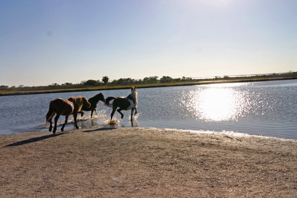 horses in water